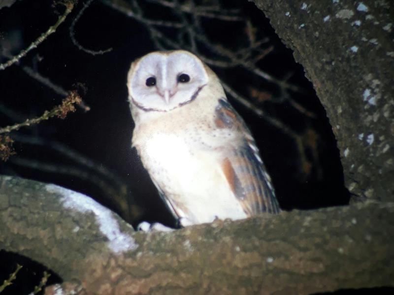 A barn owl perched on a branch at night, looking towards the camera